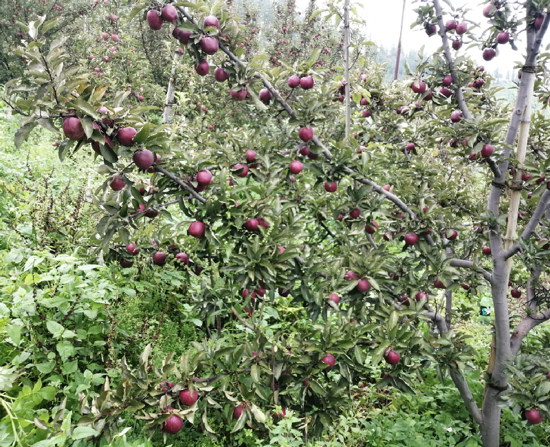 Enjoy the tranquil beauty of lush apple orchards.